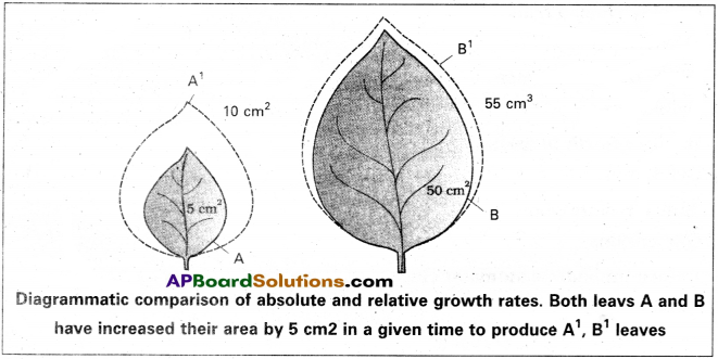 AP Inter 2nd Year Botany Study Material Chapter 6 Plant Growth and Development 2