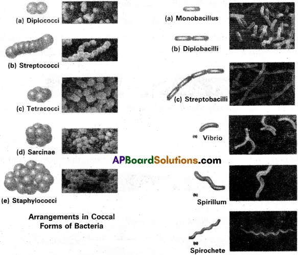 AP Inter 2nd Year Botany Study Material Chapter 7 Bacteria 1