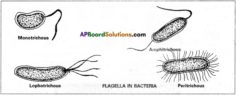 AP Inter 2nd Year Botany Study Material Chapter 7 Bacteria 2
