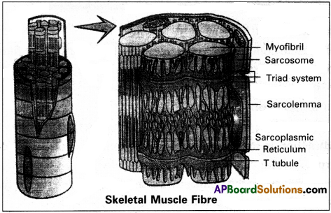 AP Inter 2nd Year Zoology Study Material Chapter 3(a) Musculo-Skeletal System 1