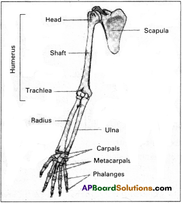 AP Inter 2nd Year Zoology Study Material Chapter 3(a) Musculo-Skeletal System 6