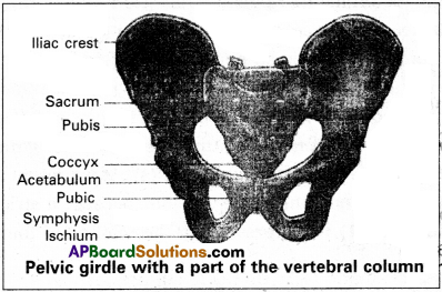 AP Inter 2nd Year Zoology Study Material Chapter 3(a) Musculo-Skeletal System 7