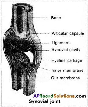 AP Inter 2nd Year Zoology Study Material Chapter 3(a) Musculo-Skeletal System 8