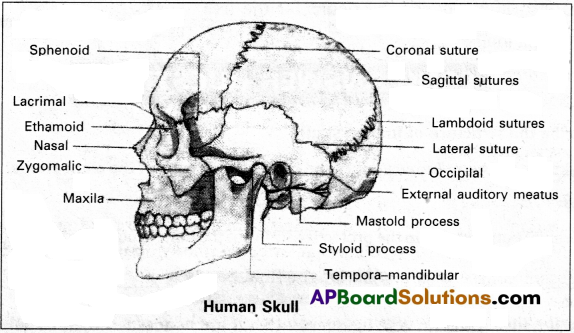 AP Inter 2nd Year Zoology Study Material Chapter 3(a) Musculo-Skeletal System 9