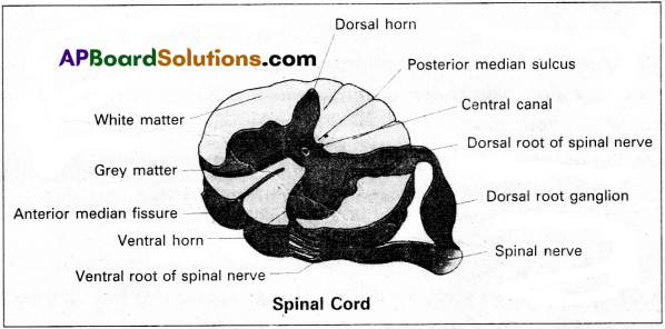 AP Inter 2nd Year Zoology Study Material Chapter 3(b) Neural Control and Coordination 1