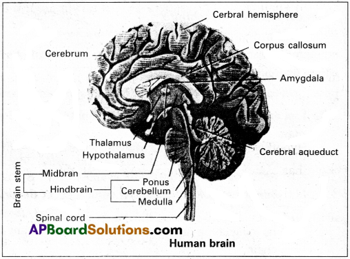 AP Inter 2nd Year Zoology Study Material Chapter 3(b) Neural Control and Coordination 3
