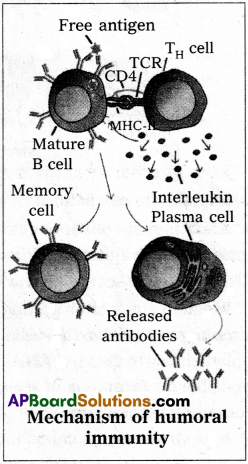 AP Inter 2nd Year Zoology Study Material Chapter 4(b) Immune System 2