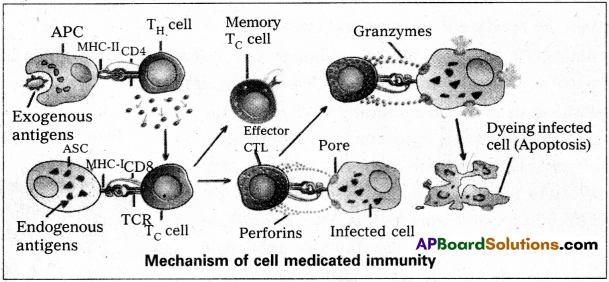 AP Inter 2nd Year Zoology Study Material Chapter 4(b) Immune System 3