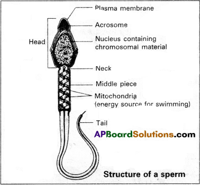 AP Inter 2nd Year Zoology Study Material Chapter 5(a) Human Reproductive System 1