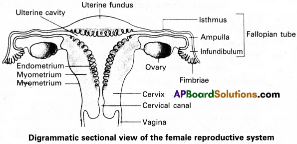 AP Inter 2nd Year Zoology Study Material Chapter 5(a) Human Reproductive System 10
