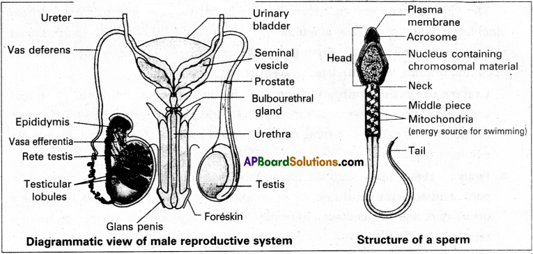 AP Inter 2nd Year Zoology Study Material Chapter 5(a) Human Reproductive System 11