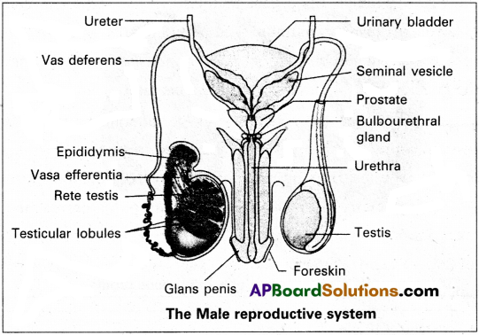 AP Inter 2nd Year Zoology Study Material Chapter 5(a) Human Reproductive System 2