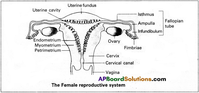 AP Inter 2nd Year Zoology Study Material Chapter 5(a) Human Reproductive System 3