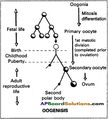 AP Inter 2nd Year Zoology Study Material Chapter 5(a) Human Reproductive System 7