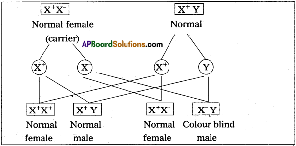 AP Inter 2nd Year Zoology Study Material Chapter 6 Genetics 9