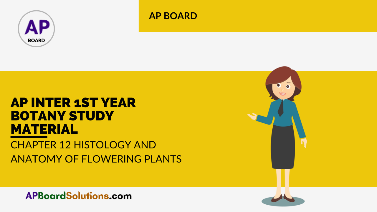 AP Inter 1st Year Botany Study Material Chapter 12 Histology and Anatomy of Flowering Plants