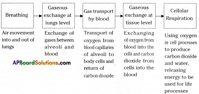 TS 10th Class Biology Study Material 2nd Lesson Respiration6