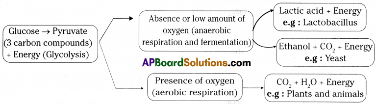 TS 10th Class Biology Important Questions 2nd Lesson Respiration 12