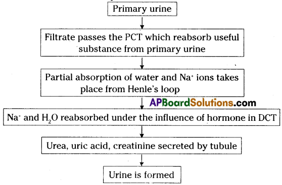 TS 10th Class Biology Important Questions 4th Lesson Excretion 4
