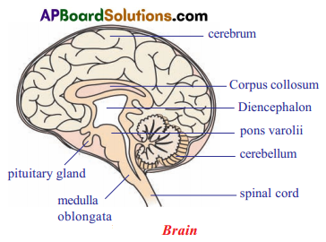 TS 10th Class Biology Important Questions 5th Lesson Coordination 10