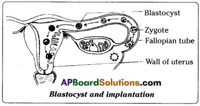 TS 10th Class Biology Important Questions 6th Lesson Reproduction 18
