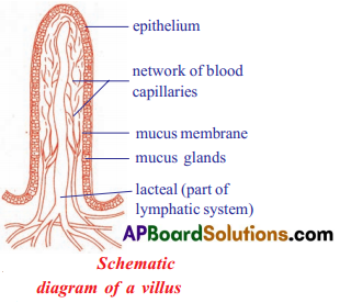 TS 10th Class Biology Important Questions 7th Lesson Coordination in Life Processes 11