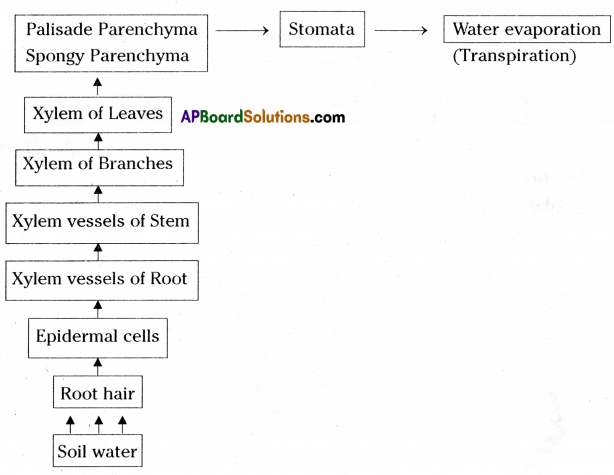 TS 10th Class Biology Study Material 3rd Lesson Transportation 5