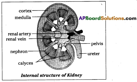 TS 10th Class Biology Study Material 4th Lesson Excretion 2