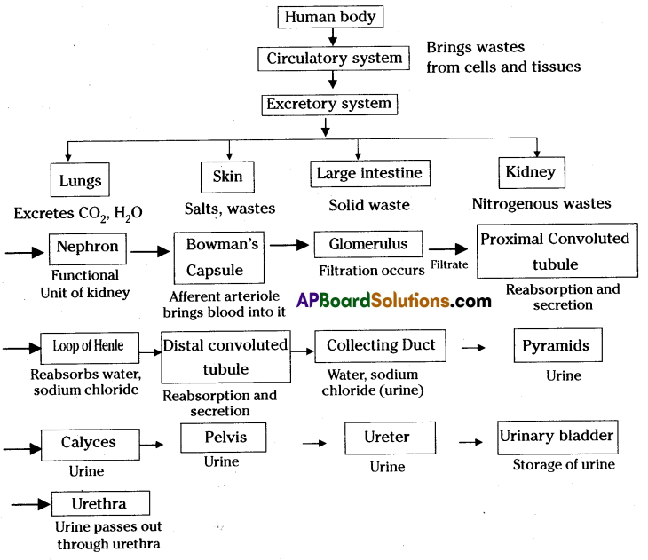 TS 10th Class Biology Study Material 4th Lesson Excretion 4