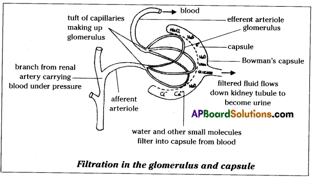 TS 10th Class Biology Study Material 4th Lesson Excretion 5