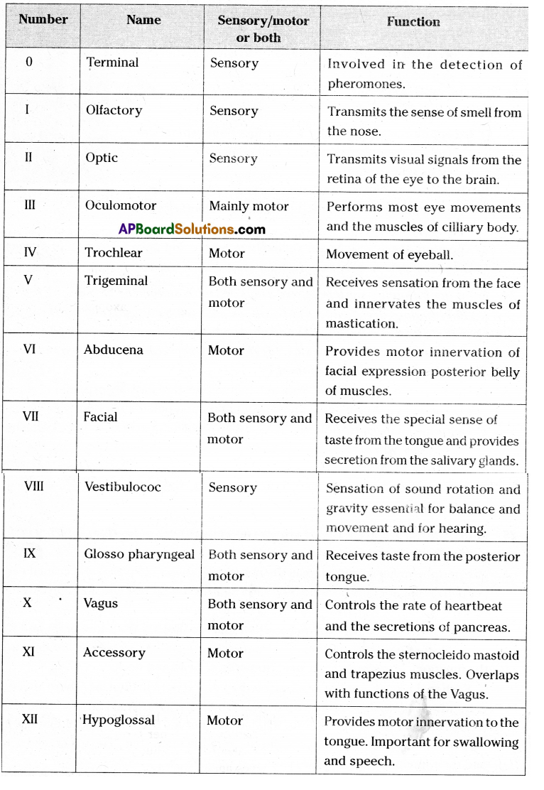 TS 10th Class Biology Study Material 5th Lesson Coordination 11