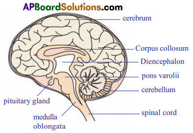 TS 10th Class Biology Study Material 5th Lesson Coordination 13