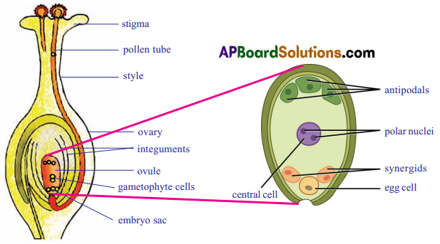 TS 10th Class Biology Study Material 6th Lesson Reproduction 1