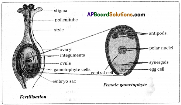 TS 10th Class Biology Study Material 6th Lesson Reproduction 10