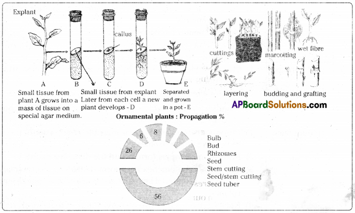 TS 10th Class Biology Study Material 6th Lesson Reproduction 5