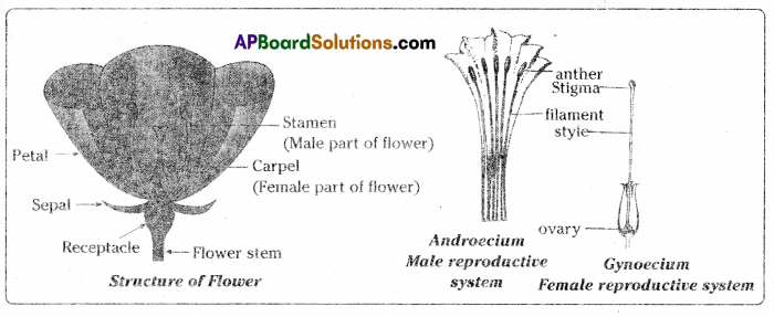 TS 10th Class Biology Study Material 6th Lesson Reproduction 7