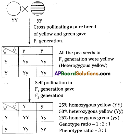 TS 10th Class Biology Study Material 8th Lesson Heredity and Evolution 11