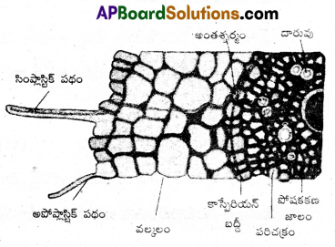 AP Inter 2nd Year Botany Important Questions Chapter 1 మొక్కలలో రవాణా 3