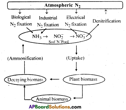 AP Inter 2nd Year Botany Important Questions Chapter 2 Mineral Nutrition 5