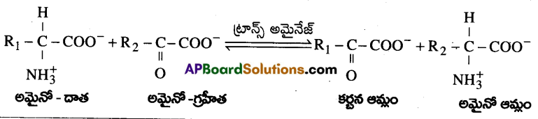 AP Inter 2nd Year Botany Important Questions Chapter 2 ఖనిజ పోషణ 3