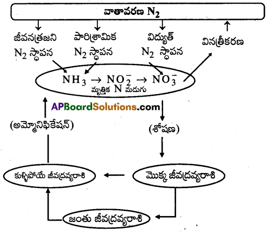 AP Inter 2nd Year Botany Important Questions Chapter 2 ఖనిజ పోషణ 5
