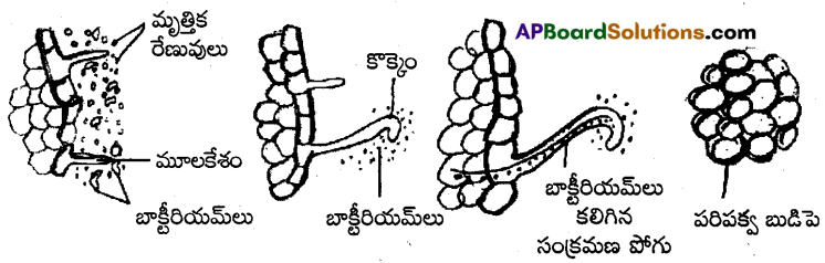 AP Inter 2nd Year Botany Important Questions Chapter 2 ఖనిజ పోషణ 6