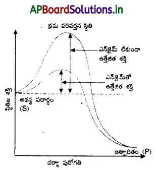 AP Inter 2nd Year Botany Important Questions Chapter 3 ఎన్జైమ్లు 9