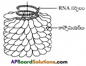 AP Inter 2nd Year Botany Important Questions Chapter 8 వైరస్లు 1