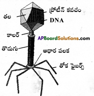 AP Inter 2nd Year Botany Important Questions Chapter 8 వైరస్లు 2