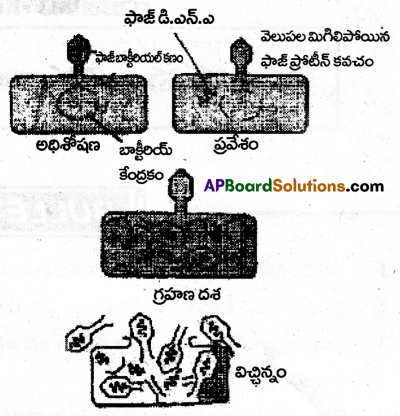 AP Inter 2nd Year Botany Important Questions Chapter 8 వైరస్లు 3