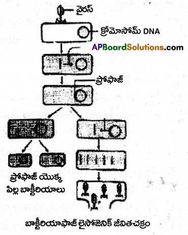 AP Inter 2nd Year Botany Important Questions Chapter 8 వైరస్లు 4