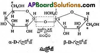 AP Inter 2nd Year Chemistry Important Questions Chapter 9 జీవాణువులు 26