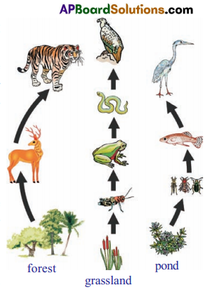 TS 10th Class Biology Bits 9th Lesson Our Environment 12