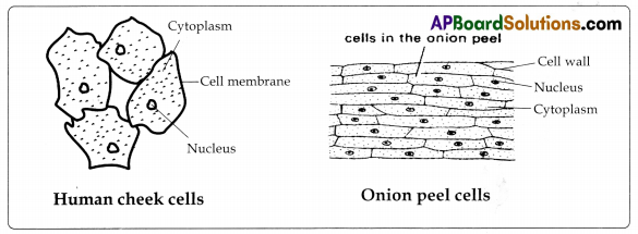 TS 8th Class Biology Study Material 2nd Lesson Cell The Basic Unit of Life 3